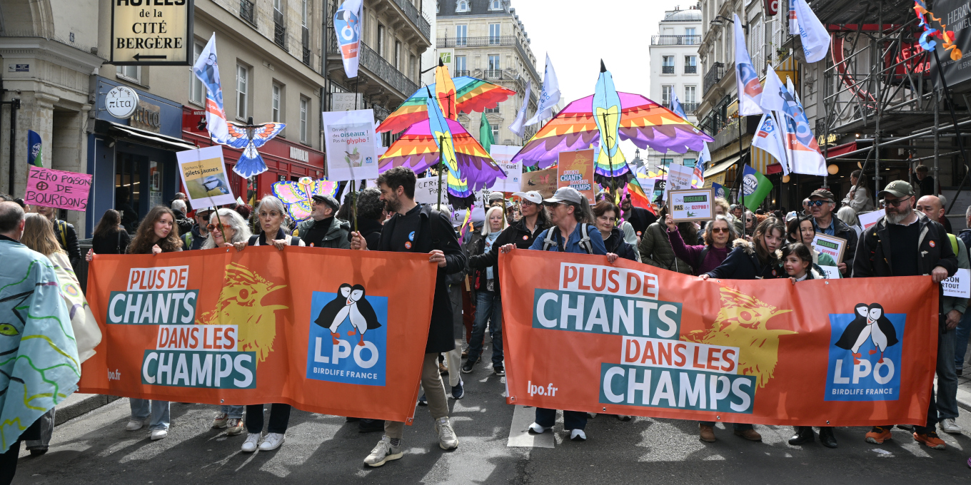 Face aux printemps silencieux, la LPO choisit de faire du bruit